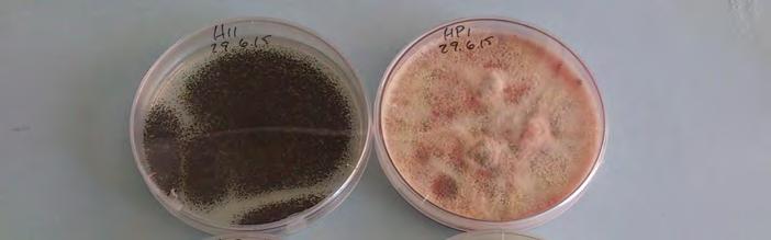 Foto 3.- Siembra en placa de los hongos endófitos inoculados: arriba izq.: Aspergillus oryzae; arriba der.: Aspergillus flavus; abajo izq.: Fusarium oxysporum; abajo der.