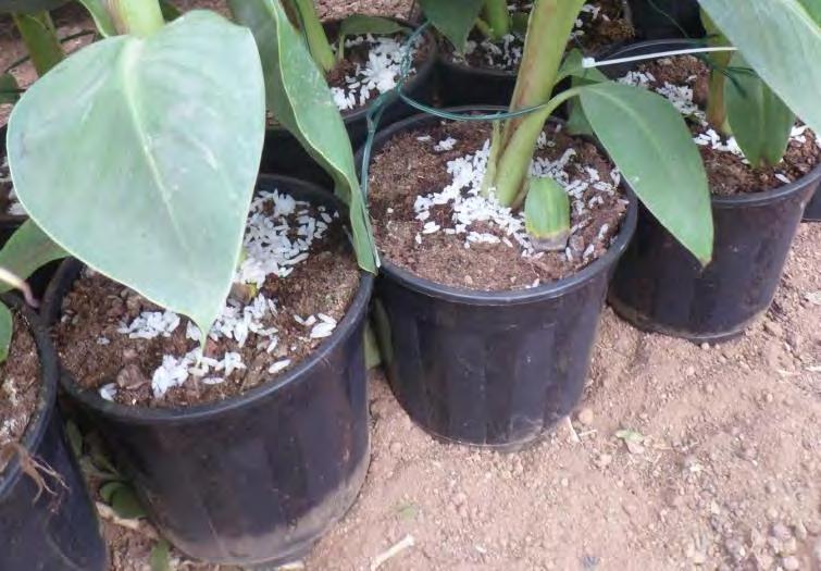 Foto 5.- Aplicación del hongo endófito. Foto 6.- Plantas con el hongo endófito aplicado. Foto 7.- Colocación de las plantas inoculadas en parcela. Foto 8.