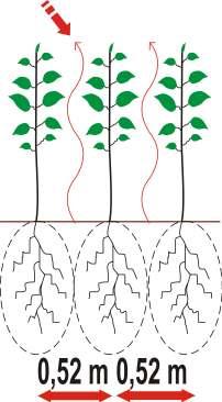 Porqué cultivos adensados? Cobertura del suelo en menos tiempo. Mas área foliar y mejor captación de luz para la fotosíntesis precoz.