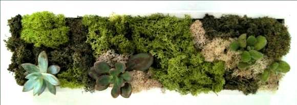 Cuadros de musgo y plantas Cuadros vivos con diferentes acabado y colores (blanco o madera) Cuadro