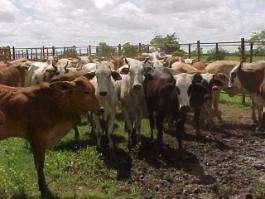 castrado 250 kg o más Vacas