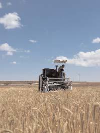 En términos porcentuales, la cosecha de cereal de invierno en Aragón ha sido un 20,5 % más baja que la campaña 2016 y un 11,5 % inferior a la media de las cosechas de cereal en el quinquenio