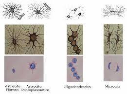 Células de Schwann: sintetizan mielina (substancia branca de orixe lipídica) no sistema nervioso periférico. Funcionan como illante eléctrico.