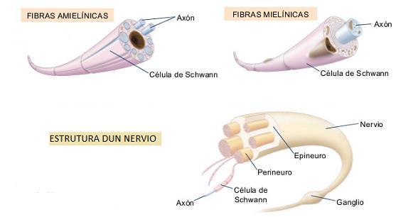 As fibras nerviosas pódense agrupar constituíndo os nervios, que quedan protexidos por varias capas de tecido conxuntivo, que se denominan perineuro e epineuro.