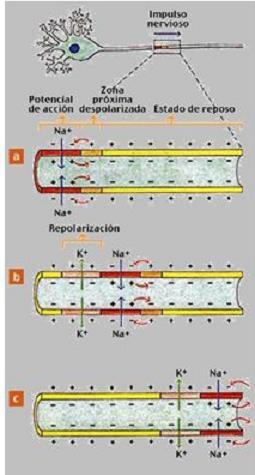 O mecanismo polo que se propaga é o seguinte: a) A membrana plasmática das neuronas, ao igual que acontece en todas as células, está polarizada (no exterior abundan os ións con carga positiva, e no