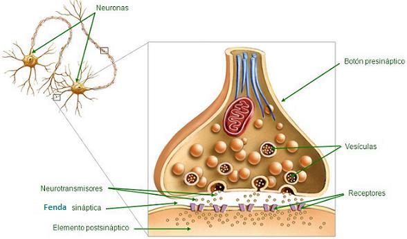 Os neurotransmisores (biomoléculas sintetizadas xeralmente polas neuronas) poden ser: Excitadores: únense aos seus receptores postsinápticos provocando a despolarización da membrana da neurona