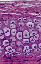 As súas células son os adipocitos, células esféricas con unha gran gota de graxa no citoplasma que o ocupa case todo.