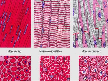 As células son longuísimas e chámanse fibras musculares.
