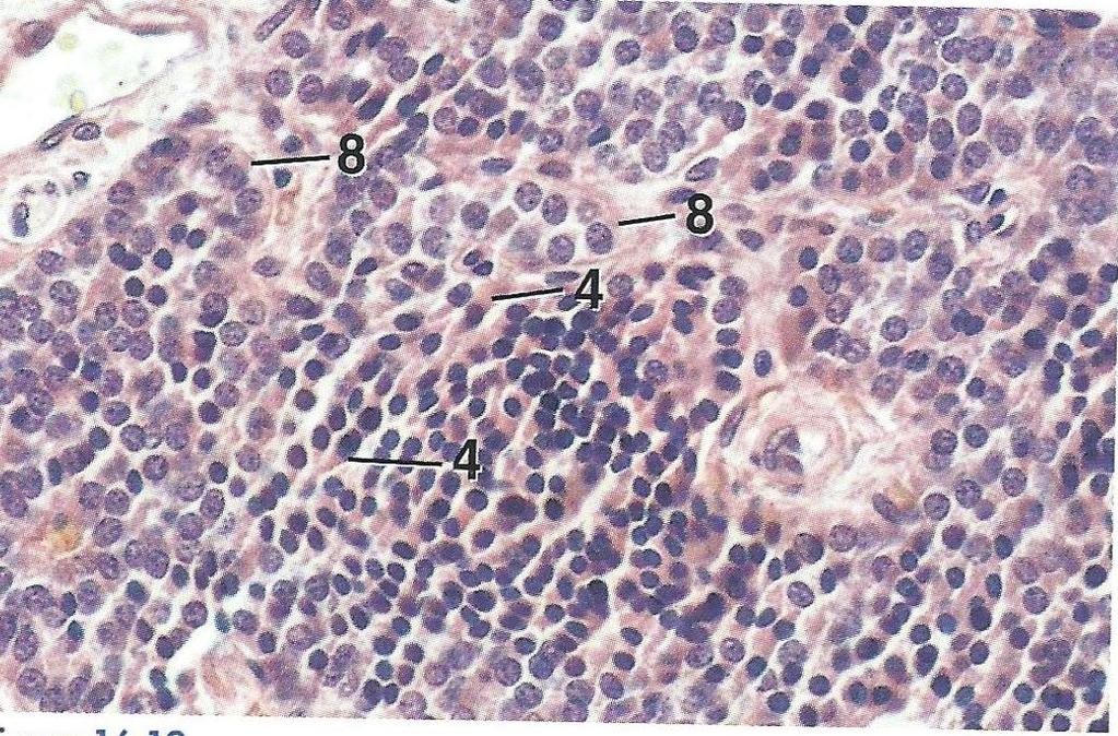 Parénquima: 1. Células Principales poligonales, pequeñas, citoplasma ligeramente acidófilos, núcleos grandes, cordones; Oscuras activas y Claras inactivas 2.
