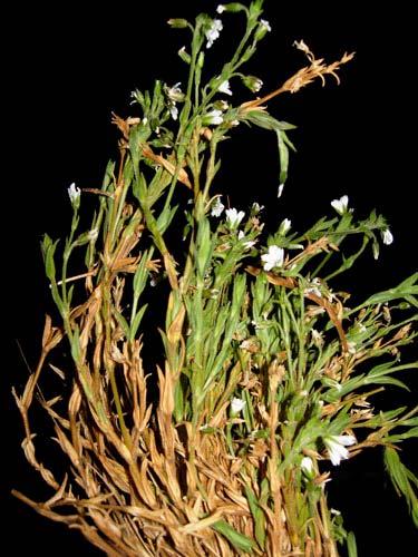 Calceolaria crenata