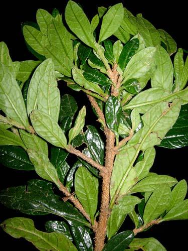 sericea 92 Rubus