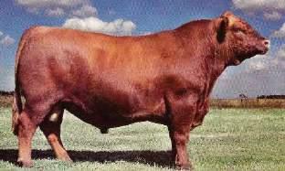 Transformer: Este toro producido por Rancho Grande de Peyrano es la mejor herramienta que existe en la actualidad para convertir sus vacas Hereford en Braford 3/8 en un solo paso.