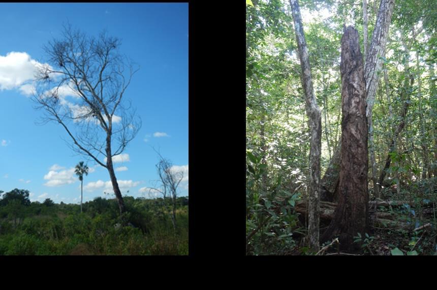 Figura 16. Clasificación de árboles muertos en pie.