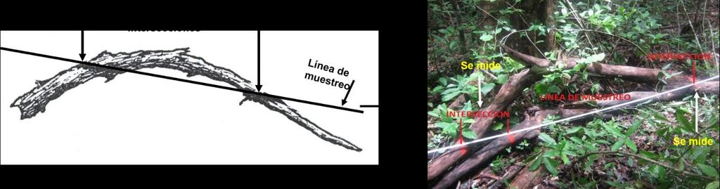 6. Se miden individualmente todos los tocones y raíces separados del piso forestal. 7.