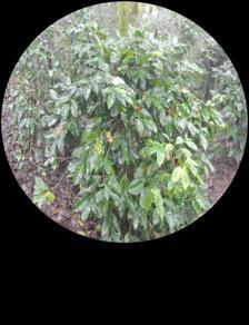 Café (Olygonychus coffeae Brasil, Colombia Antracnosis (Collecotrichum