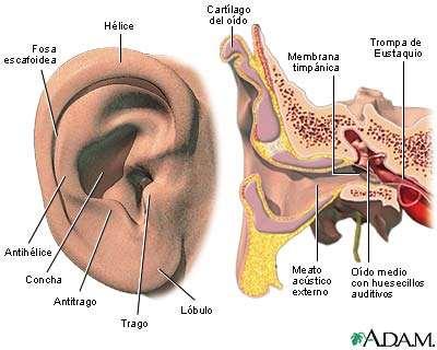 OÍDO EXTERNO EL PABELLÓN U OREJA que es un órgano cutáneo que se encuentra sostenido por una lámina cartilaginosa que se comunica con el conducto auditivo externo.