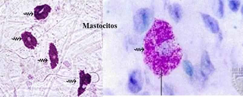 Introducción de la practica de Tejido Conectivo General. MASTOCITOS O CÉLULAS CEBADAS Forma: Son células grandes ovoides con seudópodos cortos.