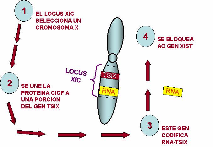 MECANISMO DE INACTIVACION En el cromosoma X existen dos genes importantes que se encuentran en el brazo largo q del locus XIC (centro de inactivación de X).