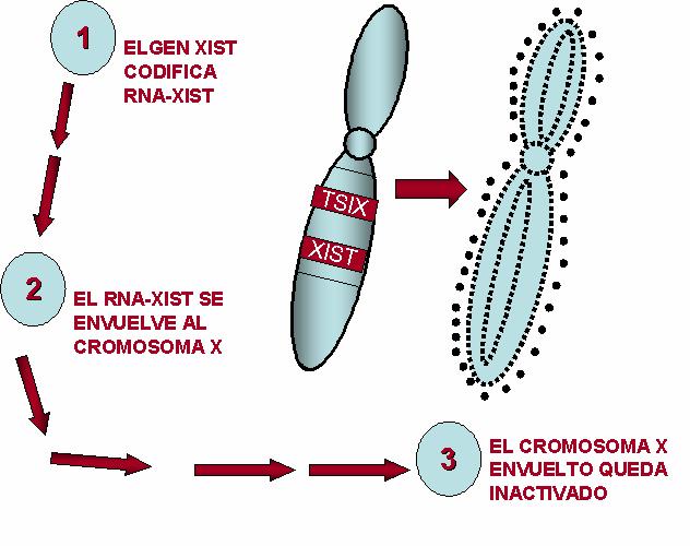 En el cromosoma X a ser inactivado, la expresión del gen Tsix no se da, en consecuencia el gen Xist si se expresa, codificando así para un ARN Xist el cual se queda en el núcleo y envuelve casi todos