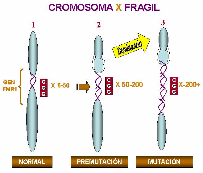 La repetición en tandem es del triplete de pares de bases Cistosina, Guanina, Guanina en el gen FMR1 del brazo largo del cromosoma X.