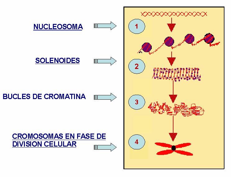 El ADN en el núcleo se condensa con ayuda de varias proteínas y forma los llamados nucleosomas, cada nucleosoma esta conformado por proteínas histonas H1, H2A, H2B, H3, H4 principalmente que forman