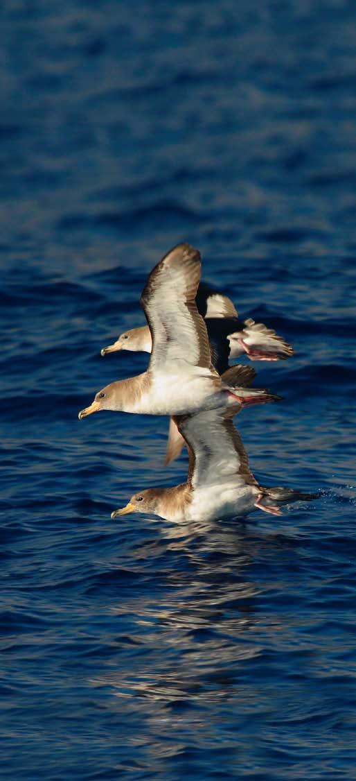SEO/BirdLife identifica cuarenta y dos espacios marinos esenciales para las aves Primer inventario de IBA marinas en España, pionero en el mundo Tras más de cuatro años de trabajo, SEO/BirdLife ha