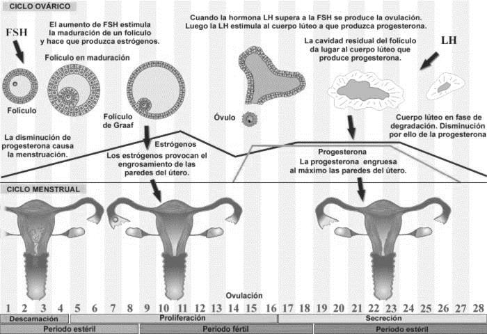 Se considera como primer dia de estos ciclos el primer dia de mestruación.