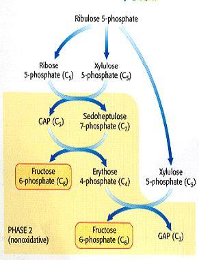 3 Fase no oxidativa: Ruptura y formación de