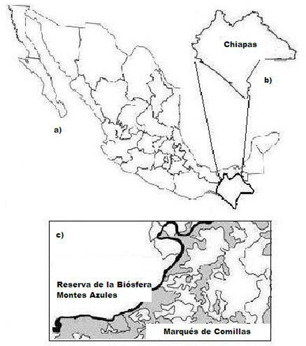18 Paleontología Mexicana 63 de angiospermas que caracterizan estas regiones, ya que en la actualidad el intercambio de especies vegetales entre el Norte, Centro y Sur de América es muy frecuente.