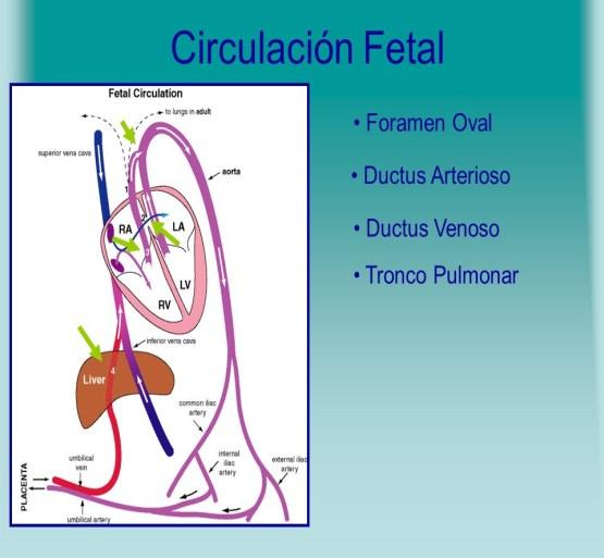 Tras el nacimiento, la vena umbilical forma el ligamento