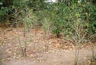 Pratylenchus causa importantes danos en viveros y/o plantaciones de Coffea arabica en muchos paises (Sur-Este Asia e CentroAmerica).