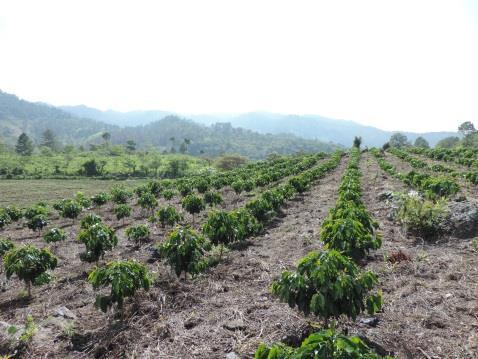 8 mts entre surcos/líneas de café aunque idealmente más de 2.5 mts son necesarios. La recomendación es plantar la Brachiaria en plantaciones de café menores de 2 años.