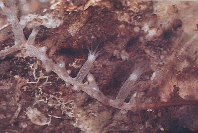 3.3 ACANTHORGORGIA ARMATA - MORFOLOGÍA: colonia de tamaño pequeño a mediano (alcanza una altura de 13cm) y con un aspecto similar a la especie de coral anteriormente mencionada.