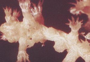 Los pólipos tienen aspecto de cálices cónicos con una corona de escleritos largos que sobresalen.