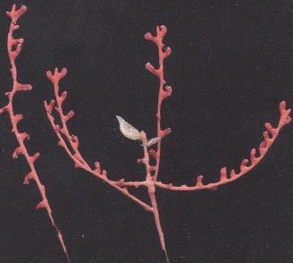 3.9 SWIFTIA PALLIDA - MORFOLOGÍA: son pequeñas colonias, que no suelen sobrepasar los 10cm de altura e irregularmente ramificadas; las ramas son finas y los pólipos están bien diferenciados.