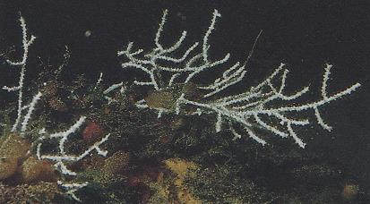 3.10 EUNICELLA VERRUCOSA - MORFOLOGÍA: colonias de tamaño mediano (entre 15 y 25cm de altura), profusa e irregularmente ramificada.