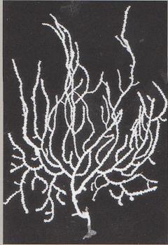 Los pólipos aparecen densamente dispuestos alrededor de las ramas y los cálices son altos y sobresalen.