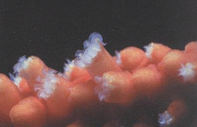 El color de las colonias es rojo arcilla o anaranjado, que se mantiene tanto en vivo como en seco. Las paredes tienen espinas rugosas, dobles conos de mayor tamaño y bastones con pocos tubérculos.