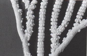 forman grupos a modo de anillos que se desarrollan a lo largo de la rama; los escleritos son una serie de placas irregulares, dispuestas de manera