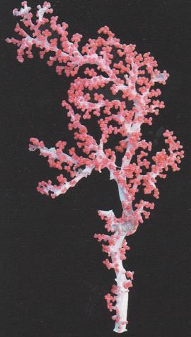 3.19 CORALLIUM TRICOLOR - MORFOLOGÍA: colonia de tamaño medianos (alrededor de 20cm o más), ramificada y con las ramas dispuestas en un