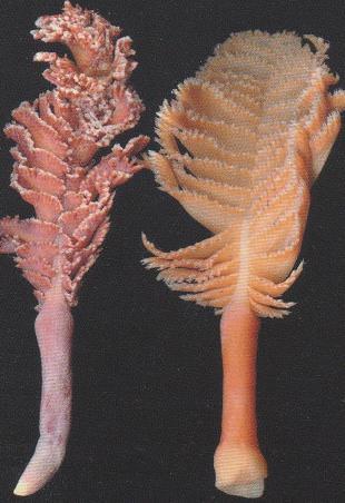 3.21 PENNATULA ACULEATA - MORFOLOGÍA: son colonias gráciles y con forma de pluma que poseen extensiones con pólipos o