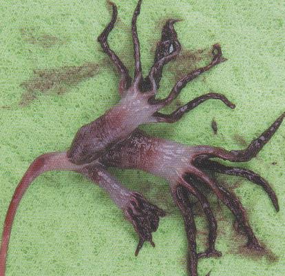 El color del eje largo es blanquecino, mientras que los pólipos presentan una coloración roja intensa en los tentáculos.