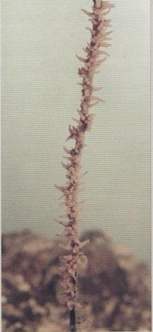 3.26 STICHOPATHES SETACEA - MORFOLOGÍA: colonias sinuosas en gran parte de su longitud, llegando a tener en ocasiones una disposición en espiral.