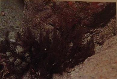 3.28 TANACETIPATHES CAVERNICOLA - MOROFOLOGÍA: colonias que pueden alcanzar hasta 1 metro de altura y 20cm de ancho,