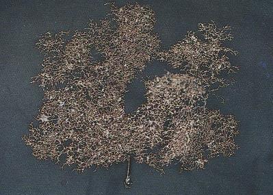 3.29 LEIOPATHES GLABERRIMA - MORFOLOGÍA: colonias de tamaño mediano (25cm de altura y 20cm de ancho), densas e irregularmente ramificadas.