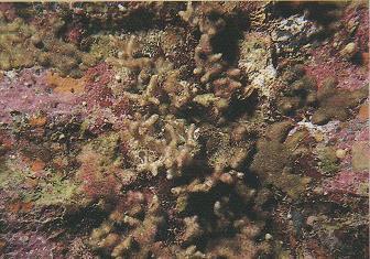 3.32 MADRACIS ASPERULA - MORFOLOGÍA: colonias de tamaño medio y grande (alcanza más de 50cm de altura), con cálices circulares.