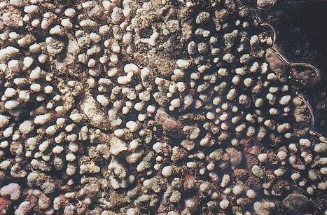 3.33 MADRADIS PHARENSIS - MORFOLOGÍA: colonias muy parecidas a la especie Madradis asperula, pero de menor tamaño y con pequeñas