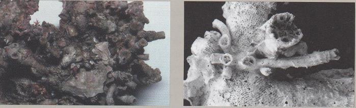3.34 CLADOCORA DEBILIS - MORFOLOGÍA: colonias finas y delicadas que tienden a romperse con facilidad.