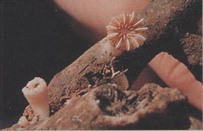 3.37 CARYOPHYLLIA CYATHUS - MORFOLOGÍA: es un coral solitario que presenta una morfología turbinada, más o menos curvada, con una zona basal cilíndrica y alcanza los 3,5cm de alto por 2,2cm de