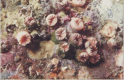 3.38 CARYOPHYLLIA INORNATA - MORFOLOGÍA: son corales cilíndricos, normalmente solitarios, que en ocasiones forman pseudocolonias por agregación instalándose unos sobre otros, lo que les